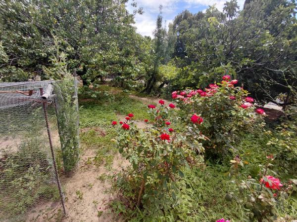 Roses in Hanglip Farm rose garden